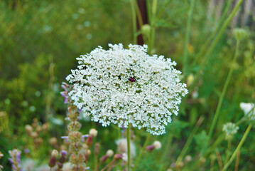 Daucus Carota, a view of a head of blooming Wild Carrot growing in a garden