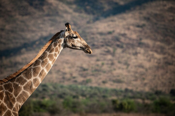 Obraz premium Giraffe in the Pilansberg nature reserve in South Africa. 