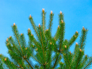 Tree top of young spruce with cones on background of clear blue sky