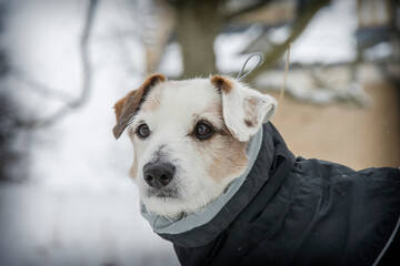 A small dog Jack Russell Terrier in overalls on a background of white snow. Portrait of a funny dog dressed in a suit, close-up. Keep pets away from hypothermia. Clothes for dogs. copyright.