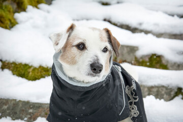 A small dog Jack Russell Terrier in overalls on a background of white snow. Portrait of a funny dog dressed in a suit, close-up. Keep pets away from hypothermia. Clothes for dogs. copyright.