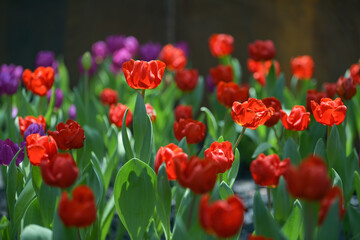 The softness and brightness of red tulips blooming in a garden tulip field with blurred background and soft sunlight. For landscape flower posters, wallpaper or holiday cards. Spring flowers of the li