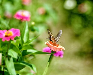 butterfly on flower