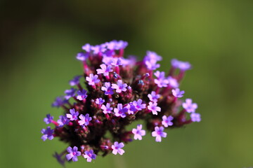 Last flowers of summer