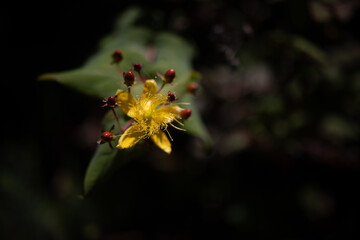 Slender St Johns-wort yellow flower and red berries on dark leaves background