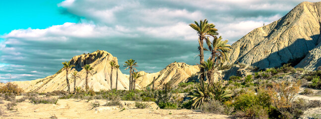 Tabernas desert and palm tree- Andalusia in Spain