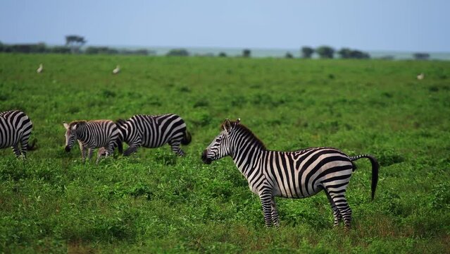 Plains zebra defecating looking at the camera shaking his head as his herd passes from behind on the grasslands of Serengeti Tanzania 