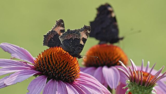 Beautiful Small Tortoiseshell Butterflies Feeding Nectar In Coneflower. Selective Focus