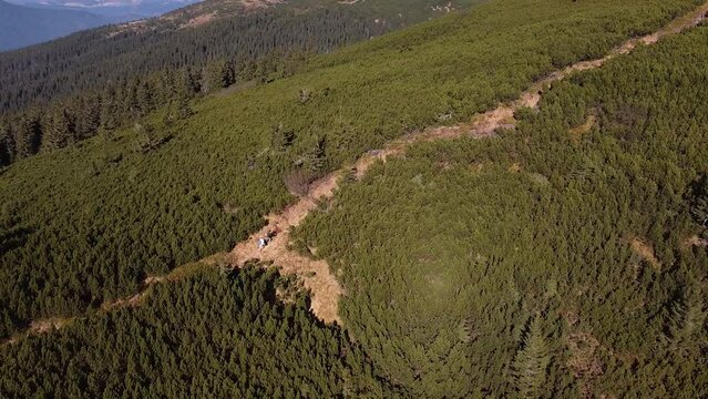 Two travelers walk along a path between a conviferous forest on a sunny day in Ukrainian Carpathians drone footage