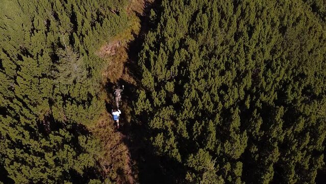 Two travelers walk along a mountain path between a conviferous forest aerial footage