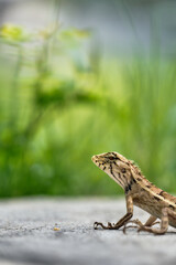 Brown headed lizard chameleon in Thailand, Asia, looking into lens. Red headed Lizard. Vertical photograph