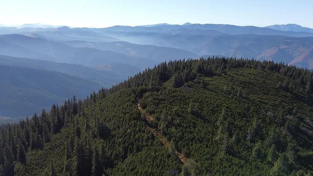 Aerial flight above Carpathian mountain overgrown with green coniferous forest on a sunny day with a haze in horizon