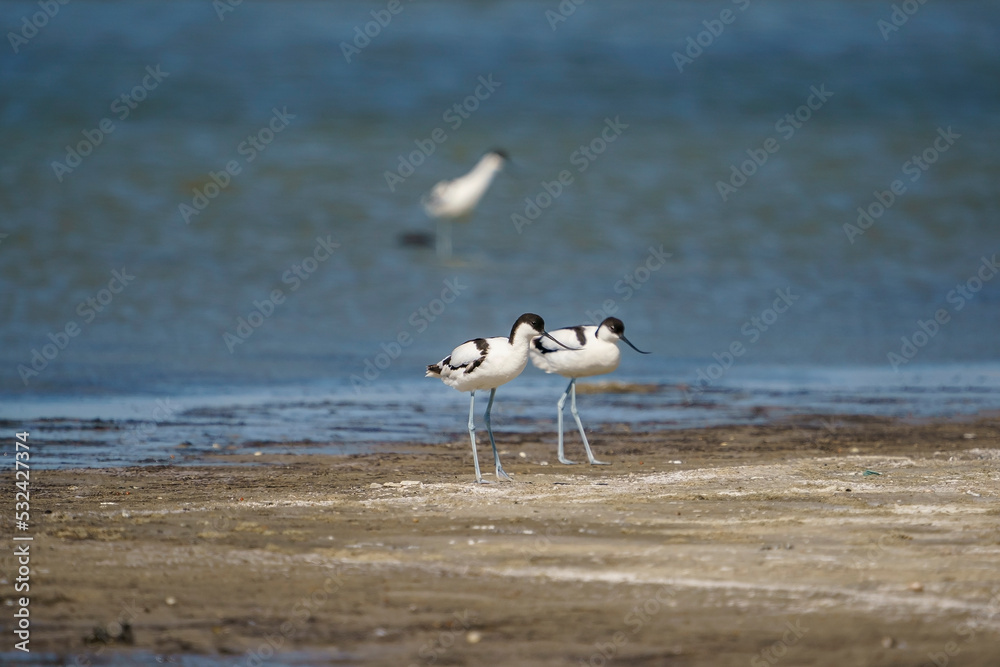 Wall mural Pied Avocet (Recurvirostra avosetta) perched on lake shore