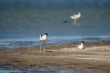 Pied Avocet (Recurvirostra avosetta) perched on lake shore