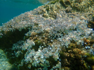 Green algae Acetabularia acetabulum undersea, Aegean Sea, Greece, Halkidiki