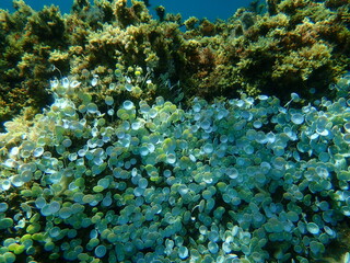 Green algae Acetabularia acetabulum undersea, Aegean Sea, Greece, Halkidiki