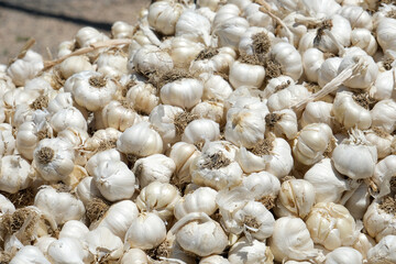 Close-up view of organic garlic. Food background.