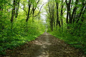 Spring forest. Path in dense green forest.