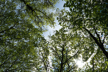 Green Forest. Tree with green leaves and sunlight. Bottom view background. Tall trees.