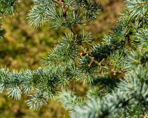 Glauca Branch
