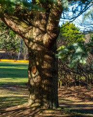 Glauca Tree Trunk