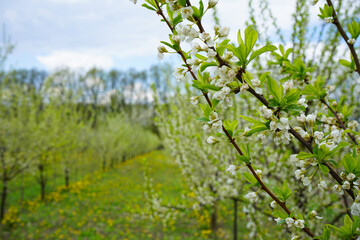 Flowering branches of an apple orchard, close-up. Blossoming apple orchard in spring.