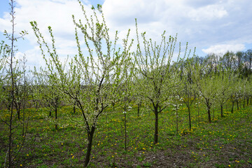 Young apple orchard garden in springtime with beautiful field of blooming dandelions.
