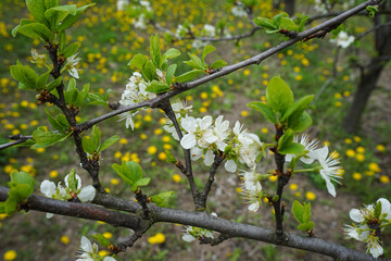 Apple tree blooming with flowers, closeup. Blossoming apple orchard in spring.