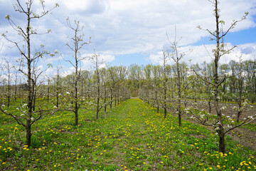 Fototapeta na wymiar Young apple orchard garden in springtime with beautiful field of blooming dandelions.