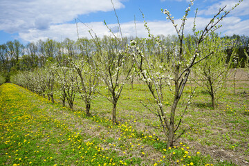 Fototapeta na wymiar Young apple orchard garden in springtime with beautiful field of blooming dandelions.