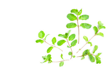 Fototapeta na wymiar Peppermint or Mentha x piperita on white background, Organic vegetables, Herbal plant, Food ingredient