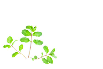 Peppermint or Mentha x piperita on white background, Organic vegetables, Herbal plant, Food ingredient
