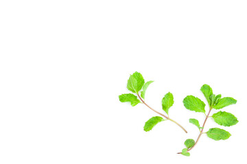 Peppermint or Mentha x piperita on white background, Organic vegetables, Herbal plant, Food ingredient