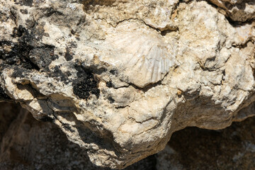 Fossil of sea shell buried in a rock.
Paleontology, geology and time concept.