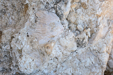 Fossil of sea shell buried in a rock.
Paleontology, geology and time concept.