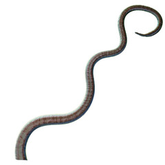 Tentacle CG Illustration with PNG Transparent Background