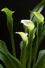 A beautiful white Peace Lily plant