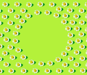 Creative floral pattern made of camomile flowers on green background. Summer concept.Top view. Flat lay. Minimal style.