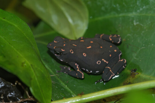Closeup on the endangered purple fluorescent frog, Atelopus barbotoni