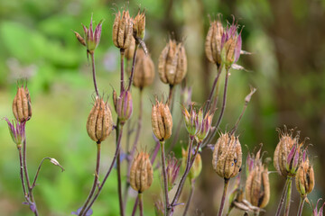 Orlik pospolity Aquilegia vulgarisna tle zielonych zarośli
