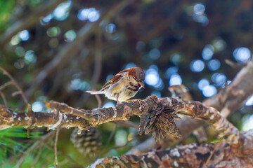 House sparrow on a pine tree branch