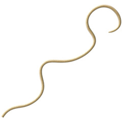 Tentacle CG Illustration with PNG Transparent Background