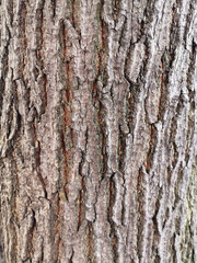 Obraz premium Tree bark texture and wallpaper, dark tree bark close-up