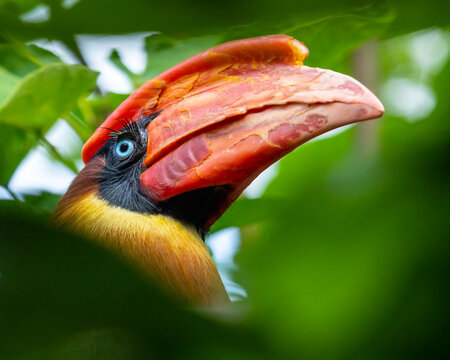 Rufous Hornbill