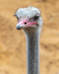 Ostrich Close-up