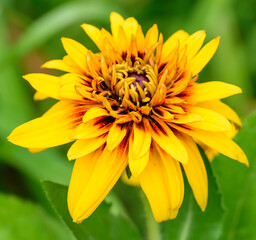 Ż&oacute;łty kwiat w domowym ogrodzie na zielonym tle