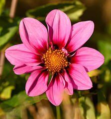 Beautiful close-up of a purple dahlia