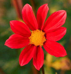 Beautiful close-up of a single-flowered dahlia