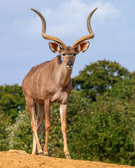 Greater Kudu