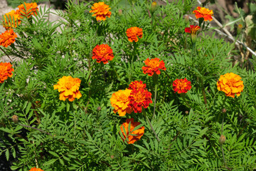 Close up of beautiful Marigold flower (Tagetes erecta, Mexican, Aztec or .French marigolds backgroundAfrican marigold) in the garden